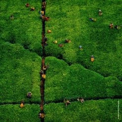 Guerlain Aqua Allegoria Harvest Nerolia Vetiver Eau De Toilette -Guerlain Soldes Magasin aqua allegoria harvest nerolia vetiver 5