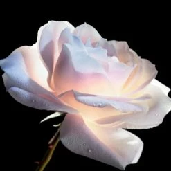 Dior Prestige Le Concentré Yeux -Guerlain Soldes Magasin dior prestige le concentre yeux 3