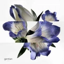 Hermès Eau De Gentiane Blanche Eau De Cologne -Guerlain Soldes Magasin eau gentiane blanc 2