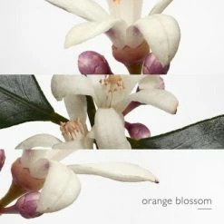 Hermès Eau De Narcisse Bleu Eau De Cologne -Guerlain Soldes Magasin eau narcisse bleu 4