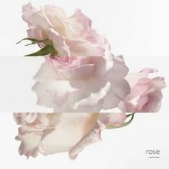 Hermès Eau De Pamplemousse Rose Eau De Cologne -Guerlain Soldes Magasin eau pamplemousse 5