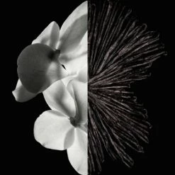 Gentleman Eau De Parfum -Guerlain Soldes Magasin gentleman edp 23