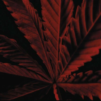 Guerlain Habit Rouge L'Instinct Eau De Toilette Intense 6 Guerlain Habit Rouge L'Instinct Eau De Toilette Intense – Image 4