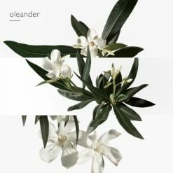 Hermès Un Jardin En Méditerranée Eau De Toilette 14 Hermès Un Jardin En Méditerranée Eau De Toilette -Guerlain Soldes Magasin jardin medit edt 5