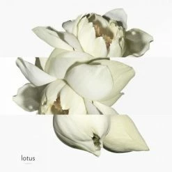 Hermès Un Jardin Sur Le Nil Eau De Toilette 13 Hermès Un Jardin Sur Le Nil Eau De Toilette -Guerlain Soldes Magasin jardin s nil edt 4