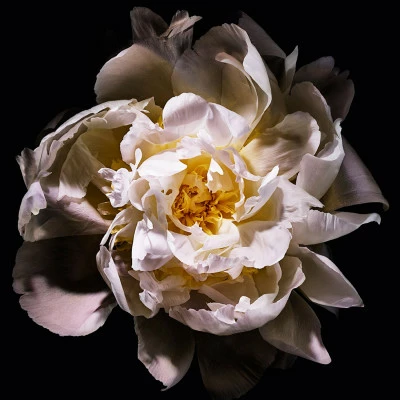 Yves Saint Laurent Mon Paris Lumière Eau De Toilette 6 Yves Saint Laurent Mon Paris Lumière Eau De Toilette – Image 4