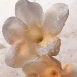 Paco Rabanne Olympéa Lait Pour Le Corps -Guerlain Soldes Magasin olympea bdy lotion 4