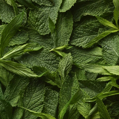 Polo Sport TOIL. HOMME 8 Polo Sport TOIL. HOMME – Image 6