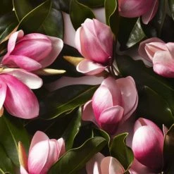 Ralph Eau De Toilette -Guerlain Soldes Magasin ralph eau de toilette 3