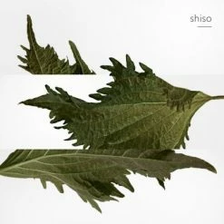 Terre D'Hermès Parfum -Guerlain Soldes Magasin terre hermes parf 1 4